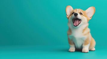 Playful Corgi puppy excitedly posing in front of a teal background photo
