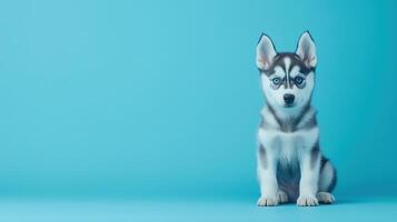 Icy Blue Background Enhances Playful Siberian Husky Puppy Image photo
