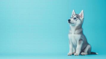 Cute Siberian Husky Puppy Sitting on Solid Blue Background photo