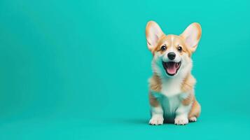 Happy Corgi puppy sitting with bright eyes and soft fur photo