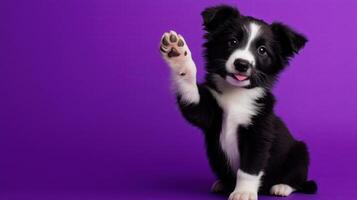 Playful Border Collie Puppy Sitting in Front of Purple Background photo