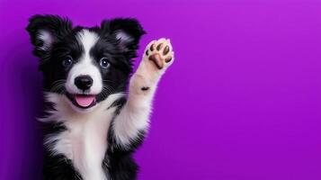 Beautiful Border Collie Puppy with Black and White Fur on Purple photo
