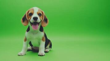 Cute Beagle Puppy Chewing Toy with Bright Green Backdrop photo