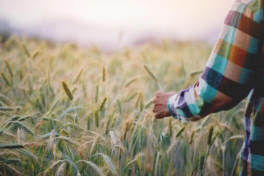 un campo de cebada ese es creciente y productor cultivos esperando a ser cosechado un granjero es en pie y comprobación el campo. foto
