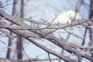 Melting snow on forest tree branches in sunny winter day photo