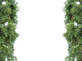 Christmas tree branches green framework on white background photo
