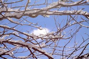 Melting snow on forest tree branches in sunny winter day photo