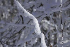 Melting snow on forest tree branches in sunny winter day photo