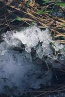 Melting snow and grass green sprouts in winter park. photo