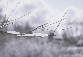 Melting snow on forest tree branches in sunny winter day photo