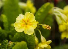 Multicolor Primrose or primula vulgaris first spring flowers in spring garden. photo