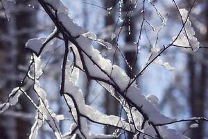 Melting snow on forest tree branches in sunny winter day photo