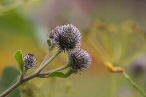 Greater burdock or edible burdock. Arctium lappa plant. photo