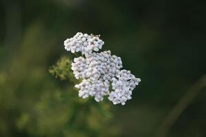 Insect field bug on a yarrow white flower photo