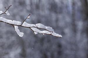 Melting snow on forest tree branches in sunny winter day photo