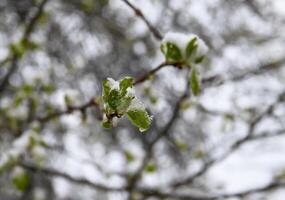 Weather anomaly. Snowfall in May. Fresh snow on blooming chery tree branches. photo