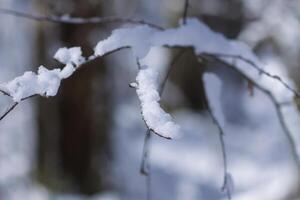 Melting snow on forest tree branches in sunny winter day photo