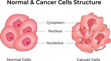 Normal Cells and Cancer Cells Structure Design Illustration vector