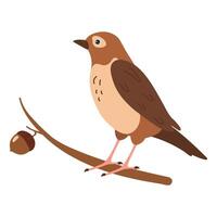 Brown bird perched on a branch with an acorn in a natural setting vector