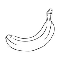 a drawing of a banana on a white background vector