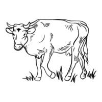a cow is standing in the grass coloring page vector