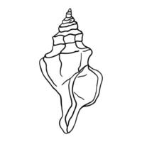 a drawing of a shell on a white background vector