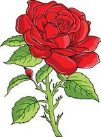 red rose color version vector