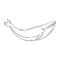 whale drawing on white background vector