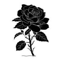 black and white rose on white background vector