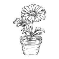 gerbera daisy flower in pot sketch illustration vector