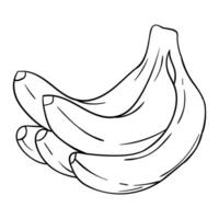 a drawing of a bunch of bananas vector