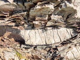 The structure of the bark of a palm tree. Southern tree bark. The protective cover of the palm tree. Background photo