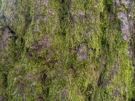 Structure of tree bark in moss. Uneven coverage. Moss on the tree. Background from natural material. Bark close-up. photo