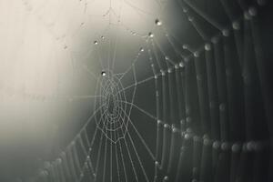 Cobweb in mist - morning dew on spider web in fog photo