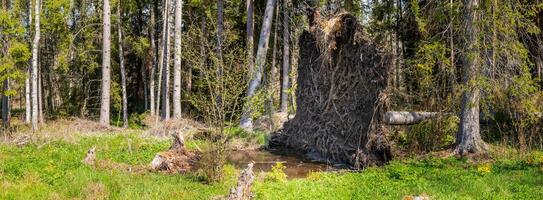 uprooted tree - the roots of an fallen spruce tree in a forest clearing photo