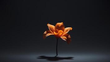A single orange flower on a black background photo