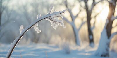 A branch with snow on it in the middle of a snowy field photo