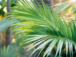 A close up of a palm tree with green leaves photo