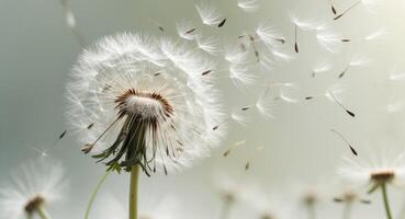 Dandelion blowing in the wind photo