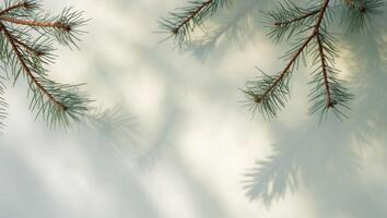 Soft Shadow of Pine Tree Branches on a Light Background photo