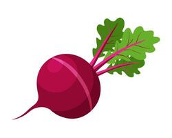beetroot vegetable for cooking meals. A bright element. Hand drawn Trendy flat style isolated for design. illustration vector