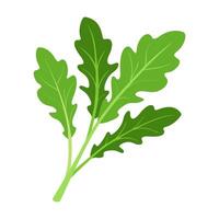 Arugula vegetable for cooking meals. Hand drawn Trendy flat style isolated. A bright element for design. illustration vector