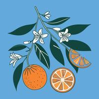 Oranges at Their Best Fresh and Delicious on the Branch vector