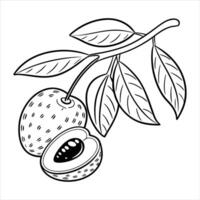 Fresh Picks A Colorful Lychee Fruit Set vector