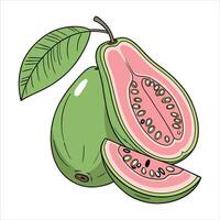Image of fresh ripe guava fruit sliced in half Isolated image vector