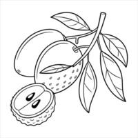 Fresh fruits set Illustration. Colorful image lychee vector