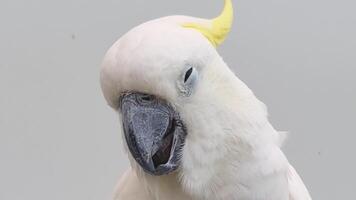 The Yellow-crested Cockatoo which has the scientific name Cacatua Galerita at Ragunan Zoo. Relatively large in size found in forested habitats in Australia,New Guinea, Indonesia video