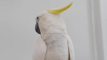 The Yellow-crested Cockatoo which has the scientific name Cacatua Galerita at Ragunan Zoo. Relatively large in size found in forested habitats in Australia,New Guinea, Indonesia video