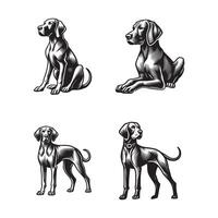 Vizsla Standing Bundle vector