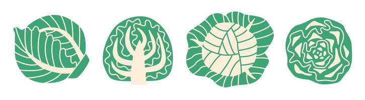Flat style illustration of cabbage in different views. whole, halved, cross-section, and top-down. Clean and minimal design ideal for food, nutrition, and cooking projects. vector
